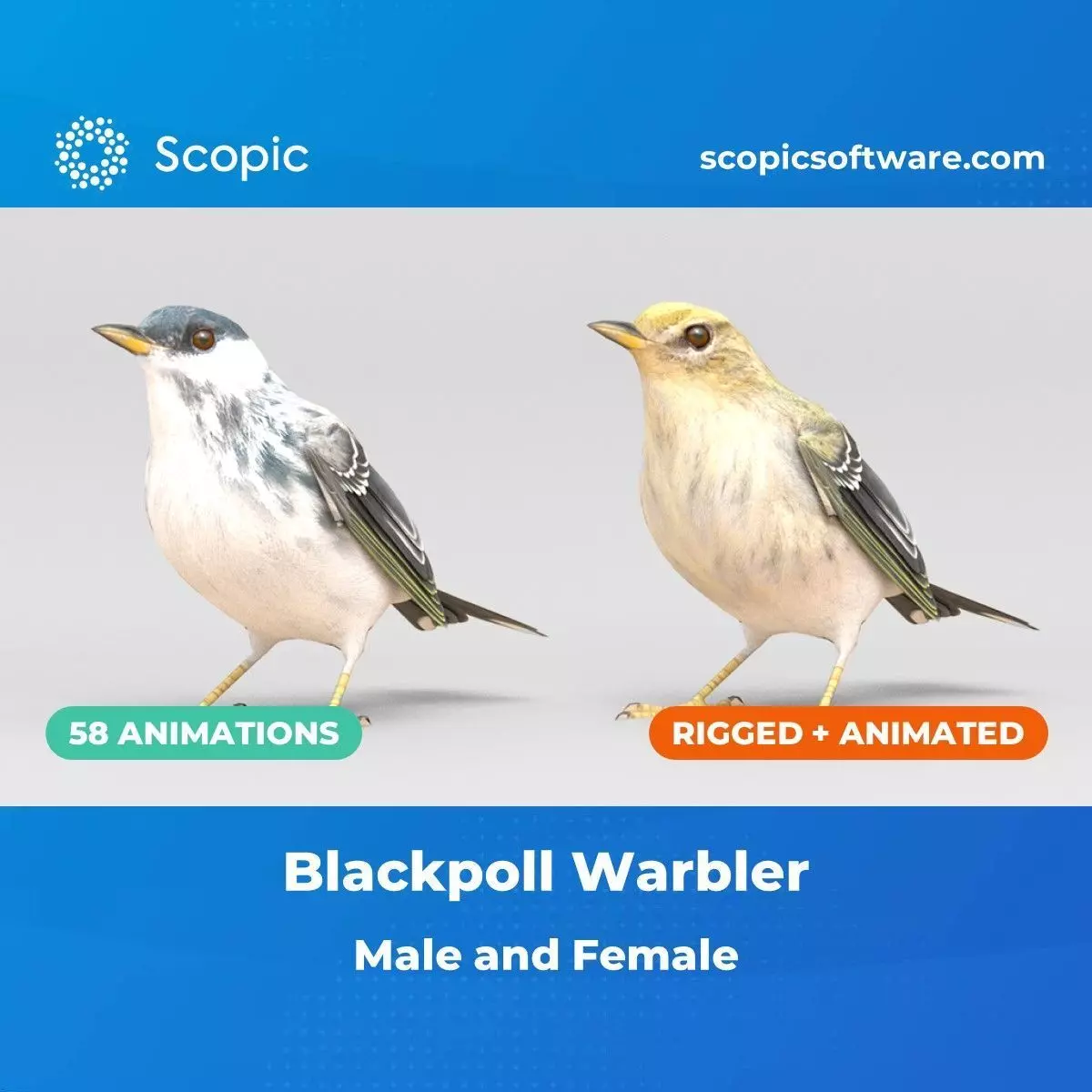 3D Bird Pack Blackpoll Warbler Male and Female Low-poly 3D model_0