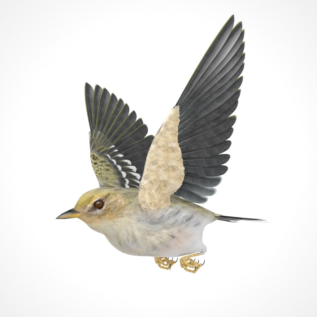 3D Bird Pack Blackpoll Warbler Male and Female Low-poly 3D model_27