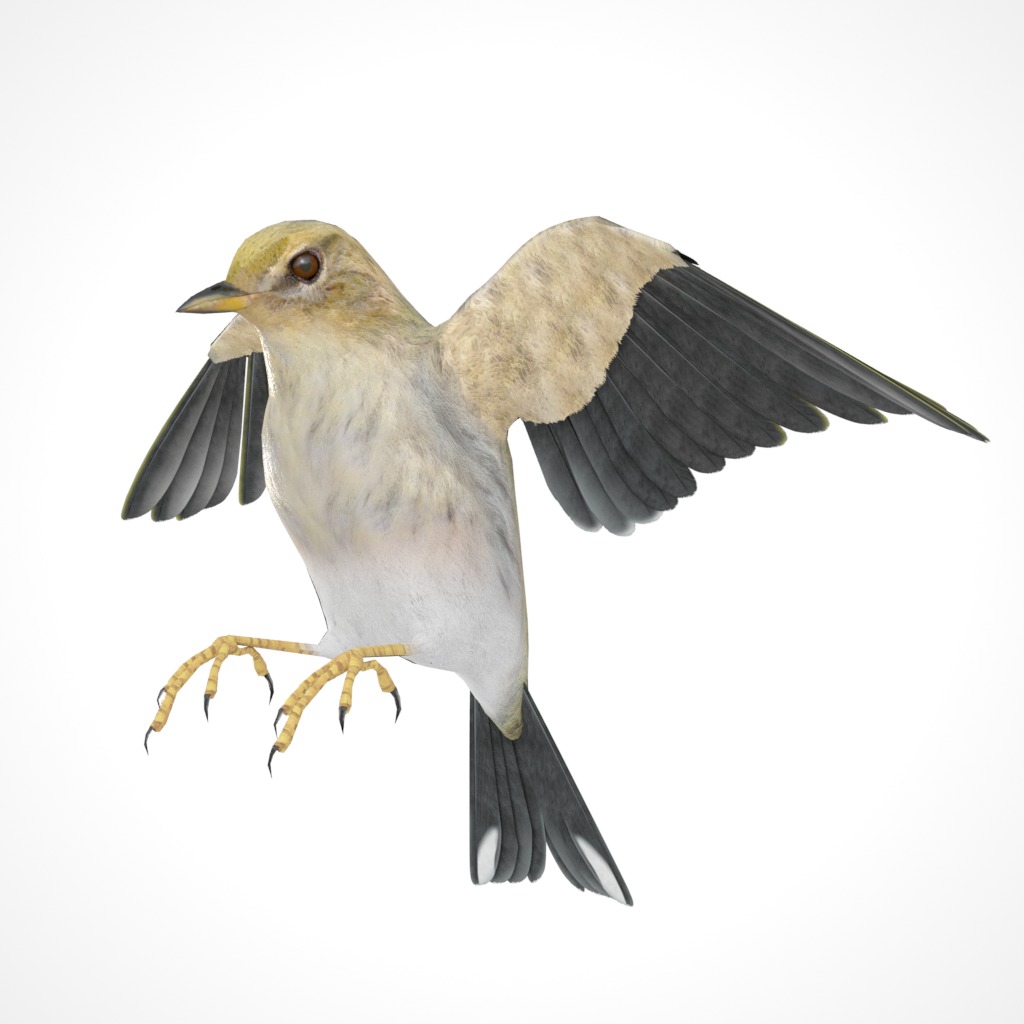 3D Bird Pack Blackpoll Warbler Male and Female Low-poly 3D model_30