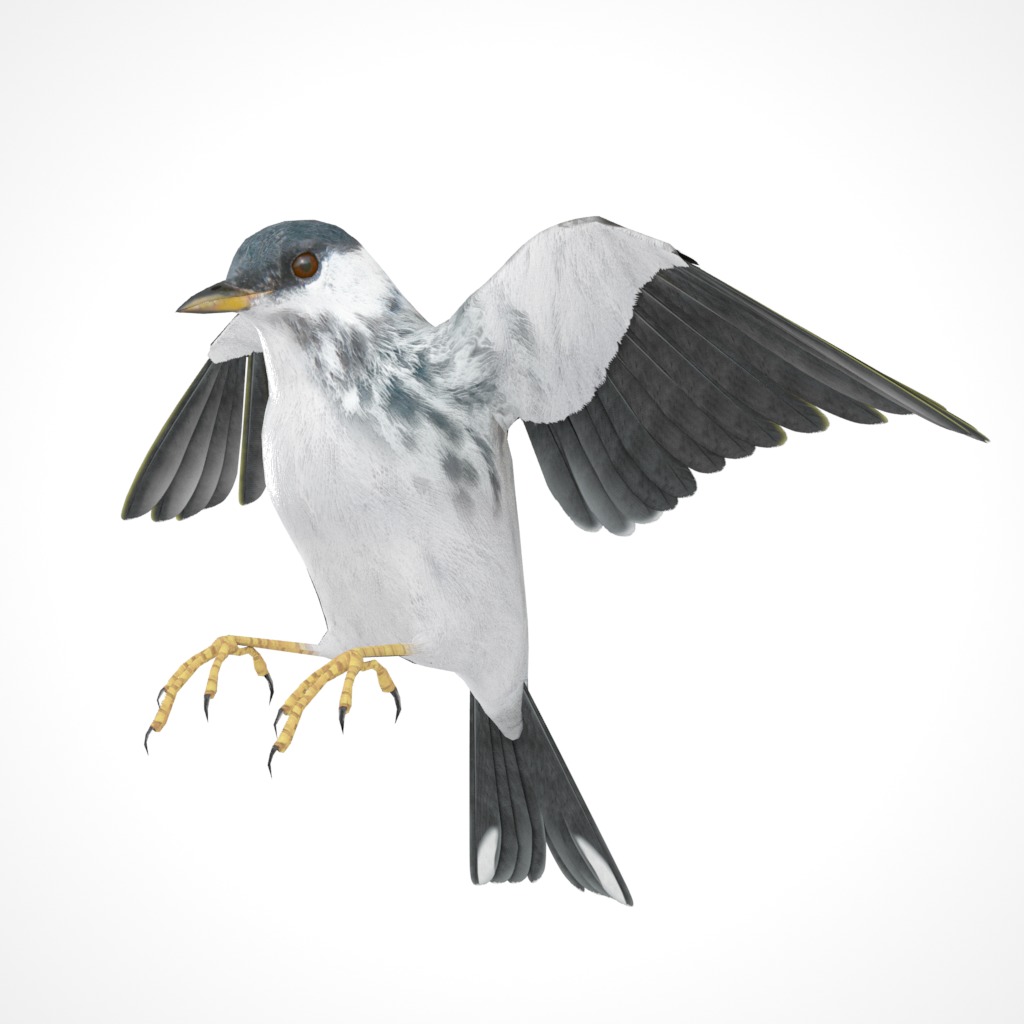 3D Bird Pack Blackpoll Warbler Male and Female Low-poly 3D model_29