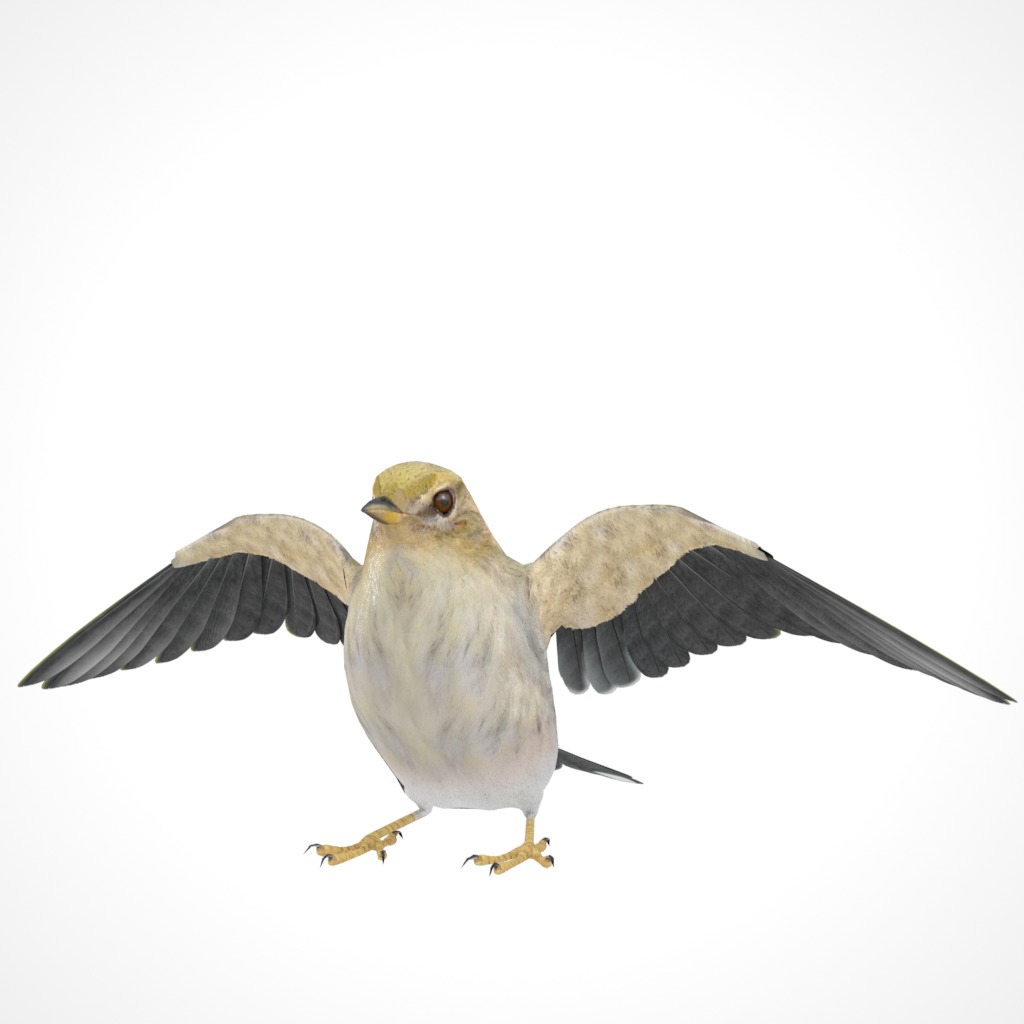 3D Bird Pack Blackpoll Warbler Male and Female Low-poly 3D model_25