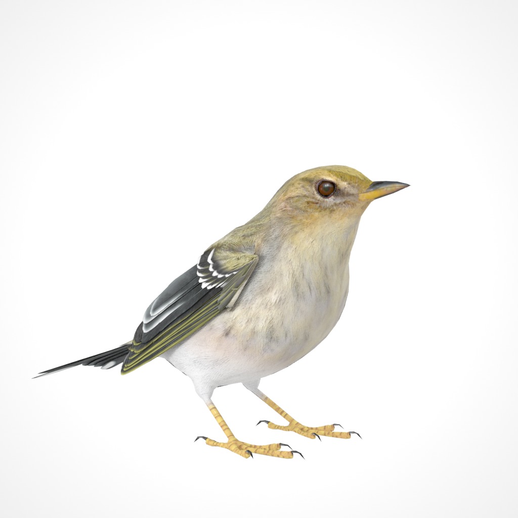 3D Bird Pack Blackpoll Warbler Male and Female Low-poly 3D model_17