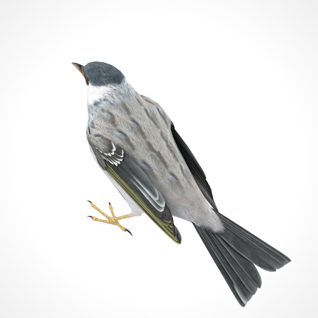 3D Bird Pack Blackpoll Warbler Male and Female Low-poly 3D model_20