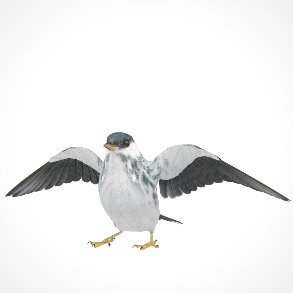 3D Bird Pack Blackpoll Warbler Male and Female Low-poly 3D model_26