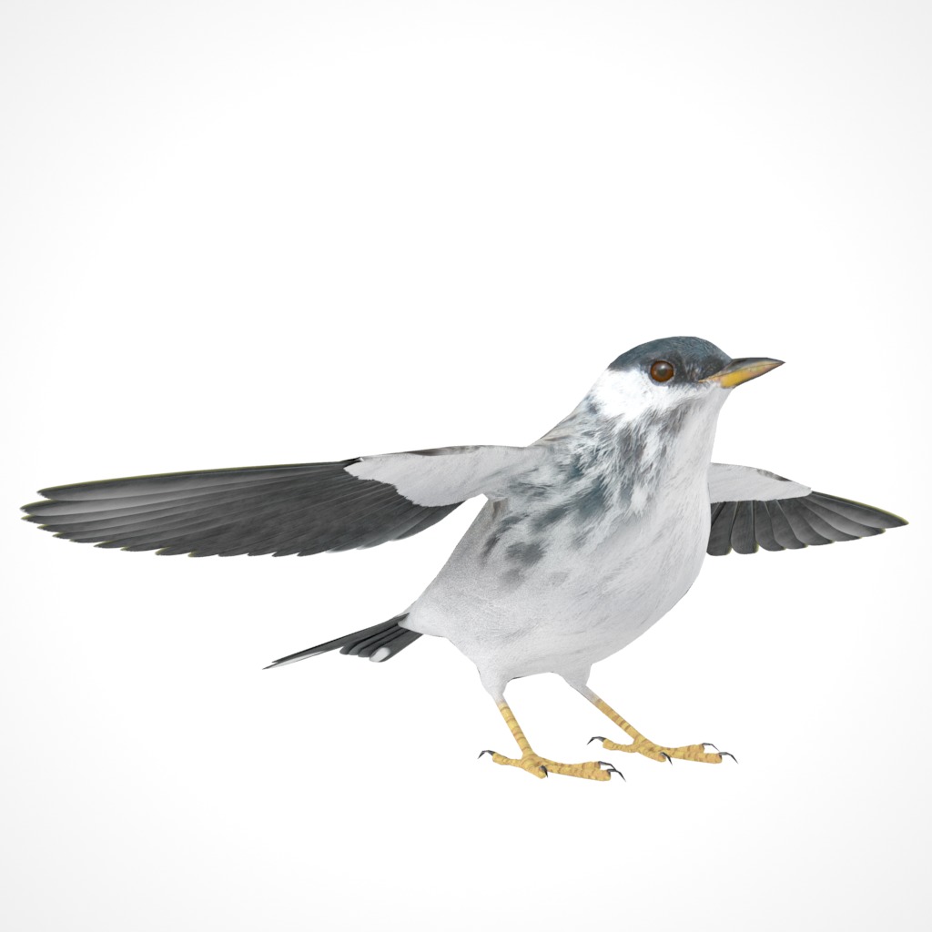 3D Bird Pack Blackpoll Warbler Male and Female Low-poly 3D model_12