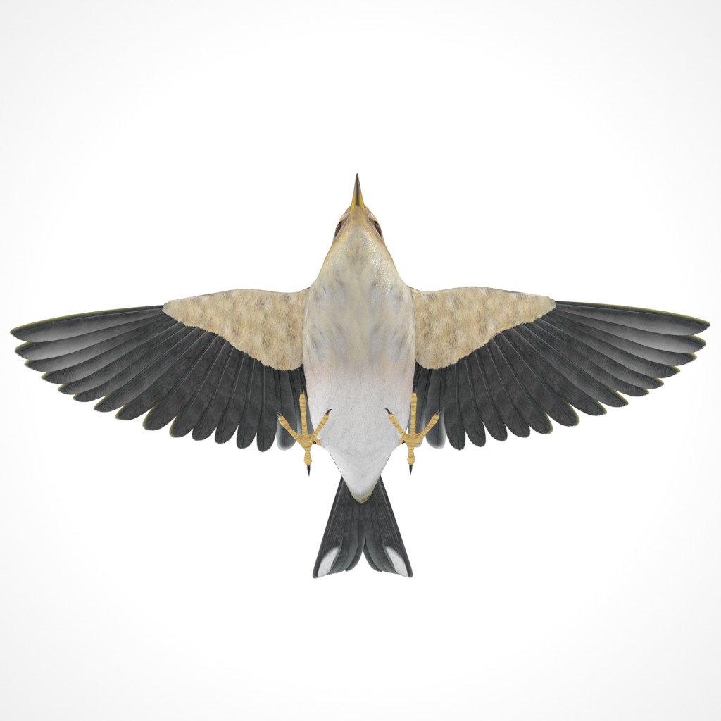3D Bird Pack Blackpoll Warbler Male and Female Low-poly 3D model_13