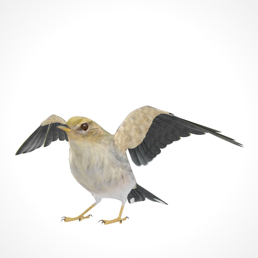 3D Bird Pack Blackpoll Warbler Male and Female Low-poly 3D model_21