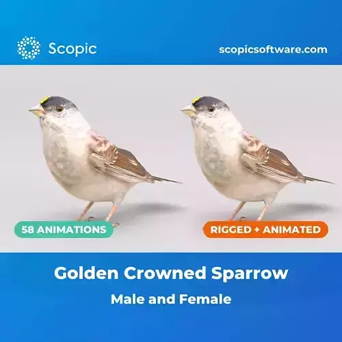 3D Bird Pack Golden Crowned Sparrow Male and Female Low-poly 3D model