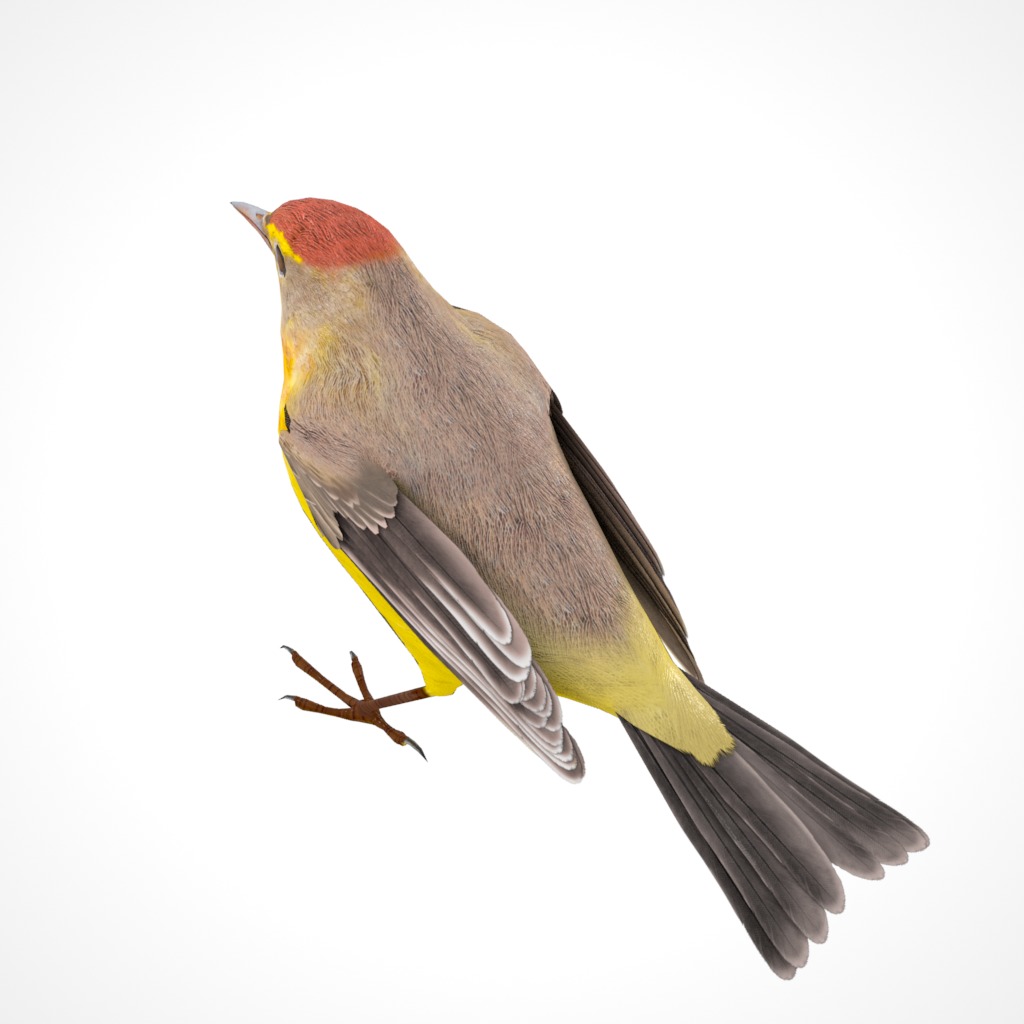3D Bird Pack Palm Warbler Male and Female Low-poly 3D model_20