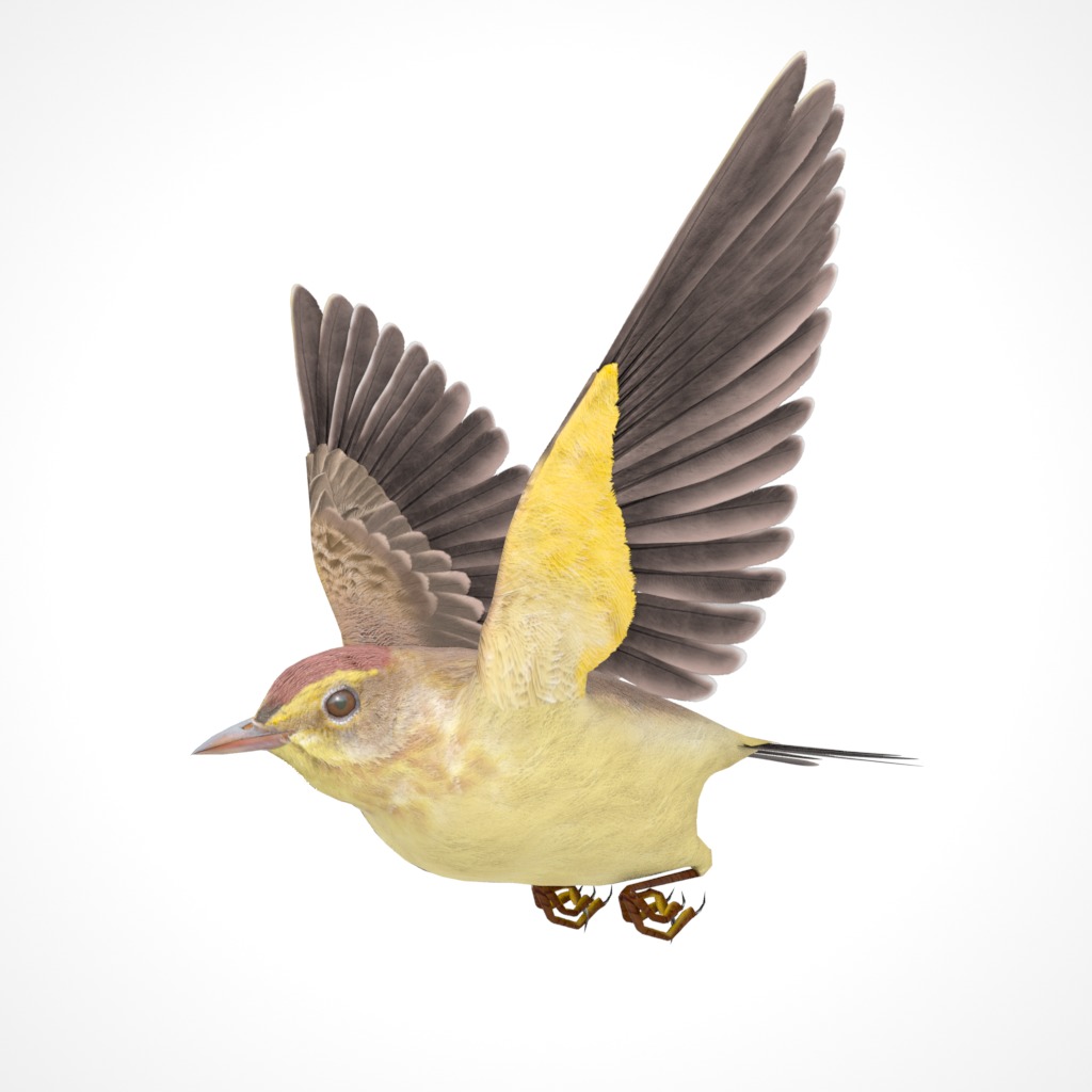3D Bird Pack Palm Warbler Male and Female Low-poly 3D model_21