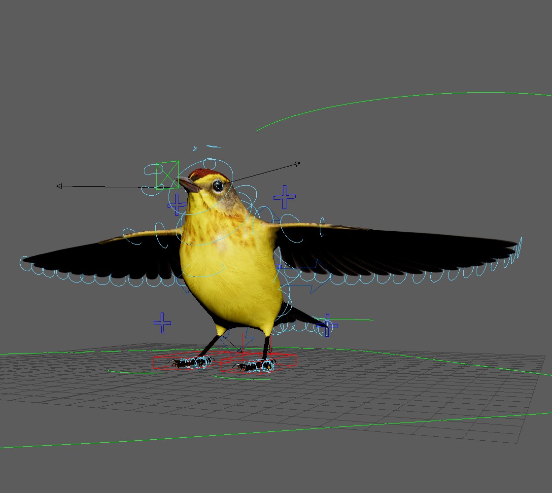 3D Bird Pack Palm Warbler Male and Female Low-poly 3D model_40