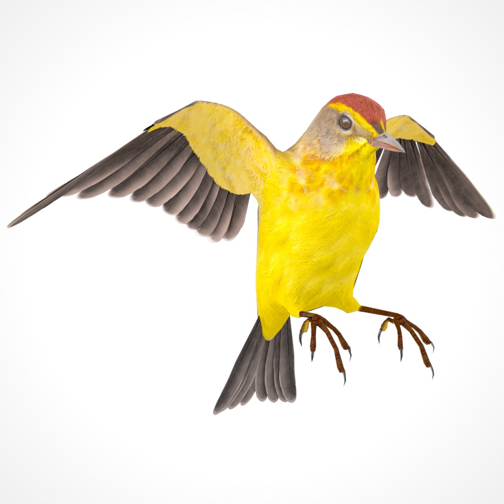3D Bird Pack Palm Warbler Male and Female Low-poly 3D model_32