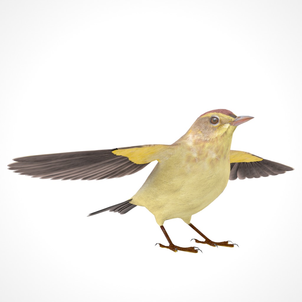 3D Bird Pack Palm Warbler Male and Female Low-poly 3D model_13