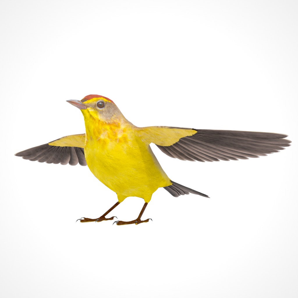 3D Bird Pack Palm Warbler Male and Female Low-poly 3D model_12