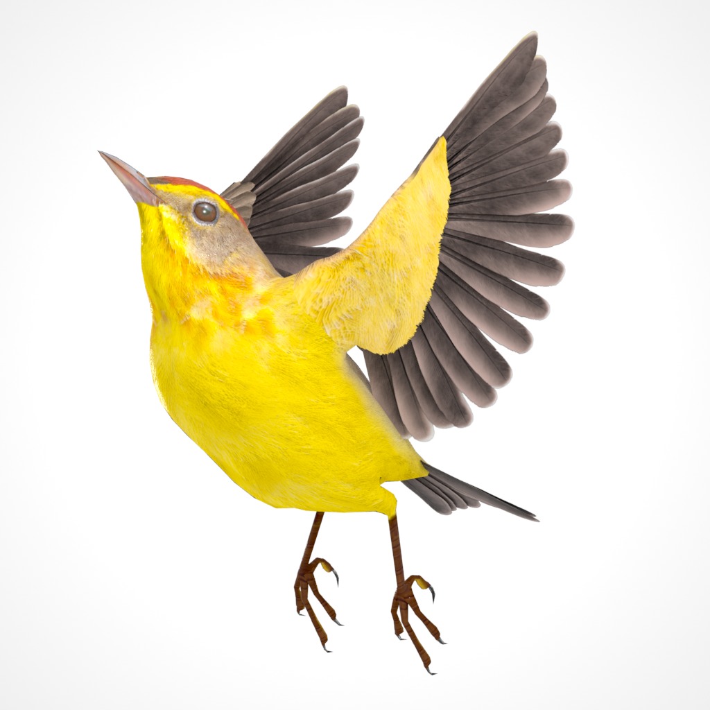 3D Bird Pack Palm Warbler Male and Female Low-poly 3D model_28