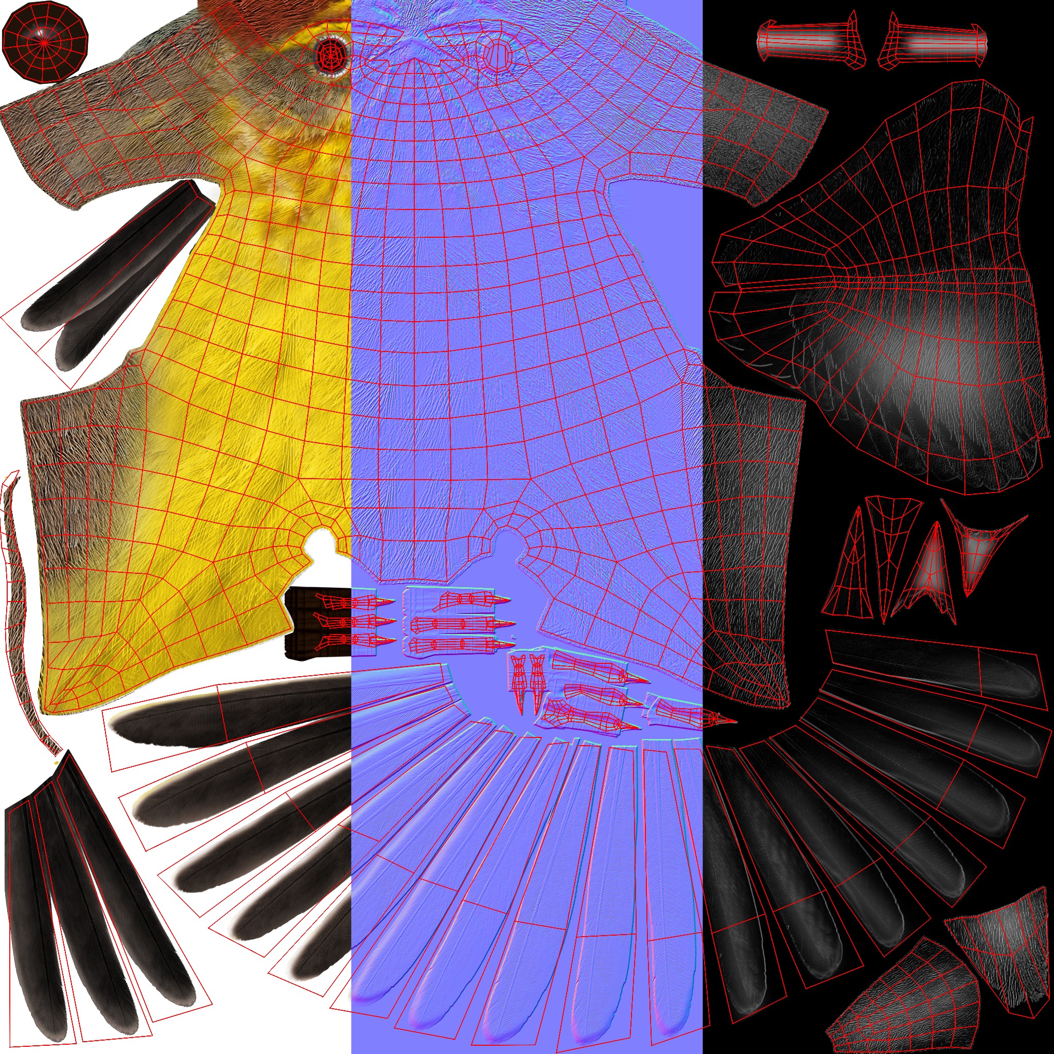 3D Bird Pack Palm Warbler Male and Female Low-poly 3D model_36