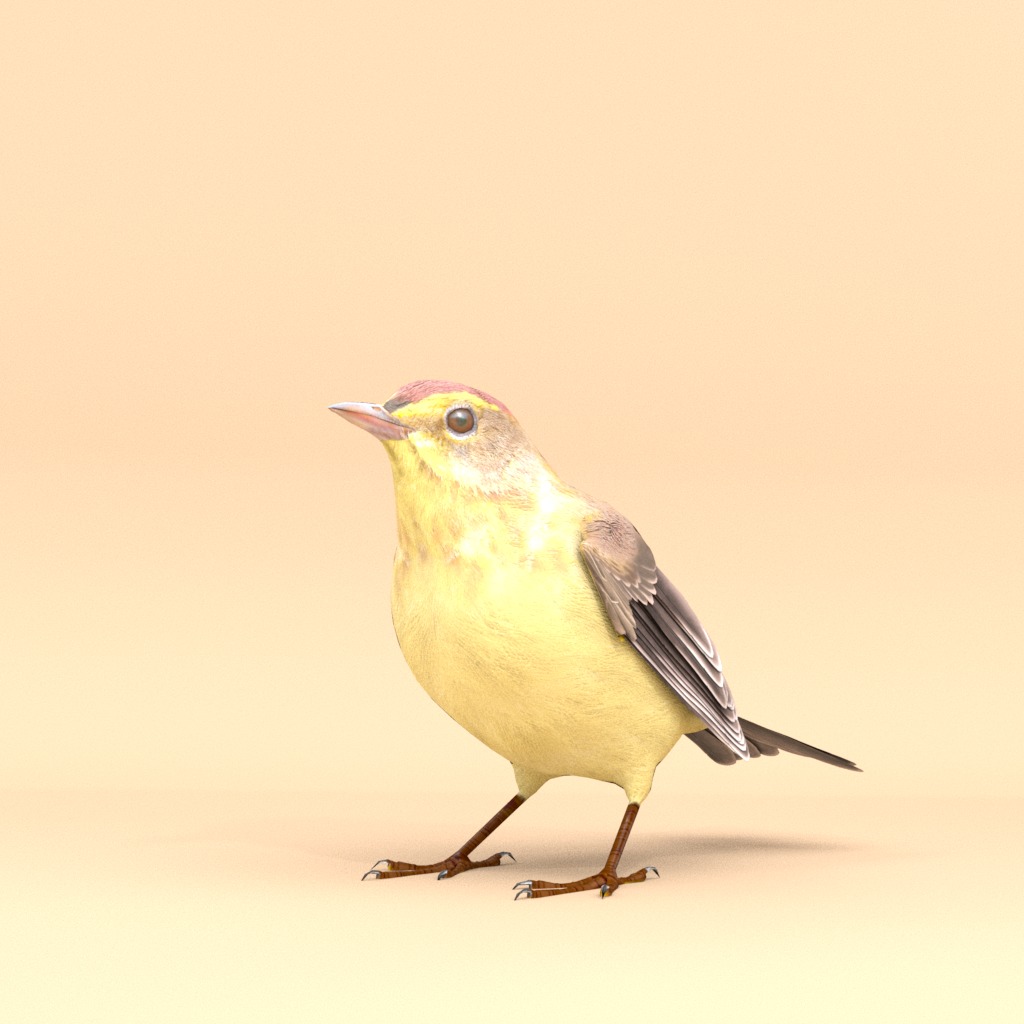 3D Bird Pack Palm Warbler Male and Female Low-poly 3D model_3