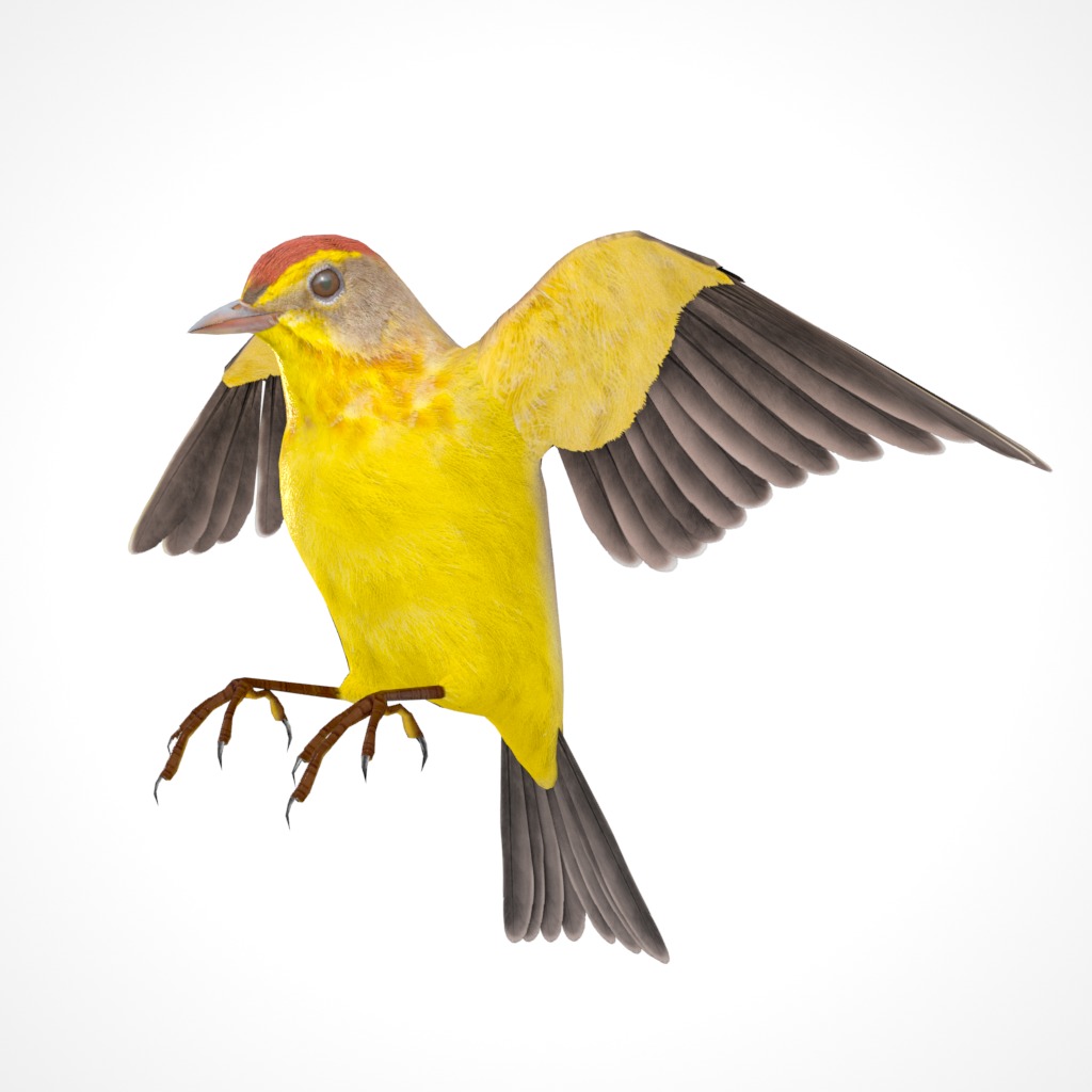 3D Bird Pack Palm Warbler Male and Female Low-poly 3D model_30