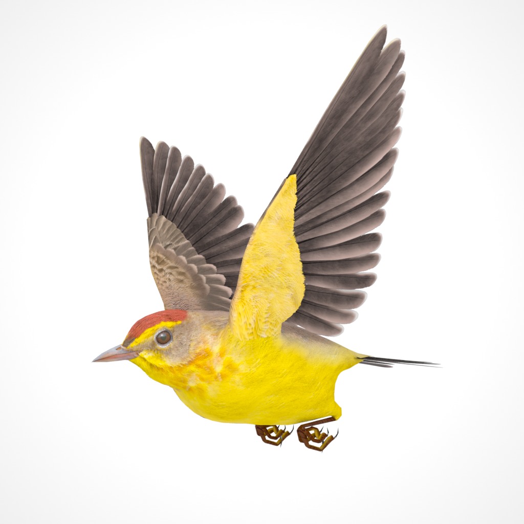 3D Bird Pack Palm Warbler Male and Female Low-poly 3D model_22
