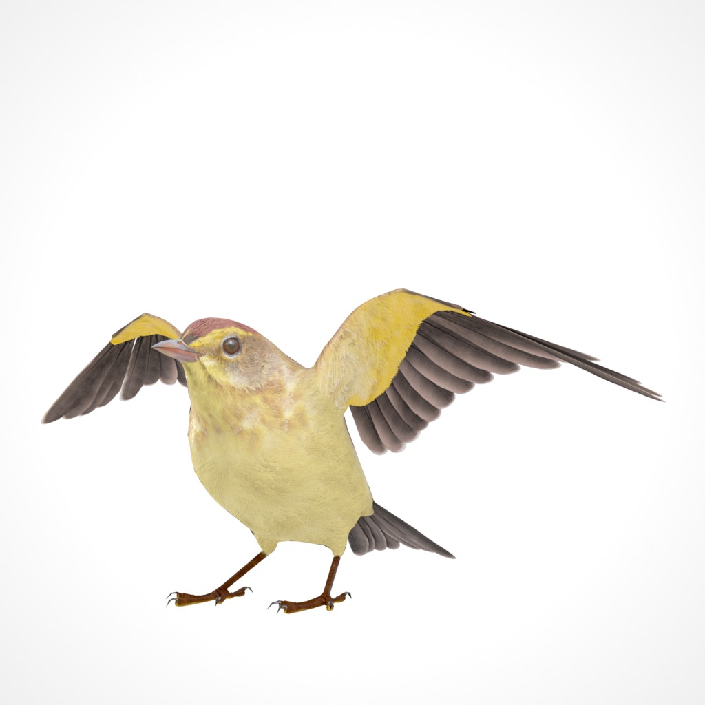 3D Bird Pack Palm Warbler Male and Female Low-poly 3D model_25