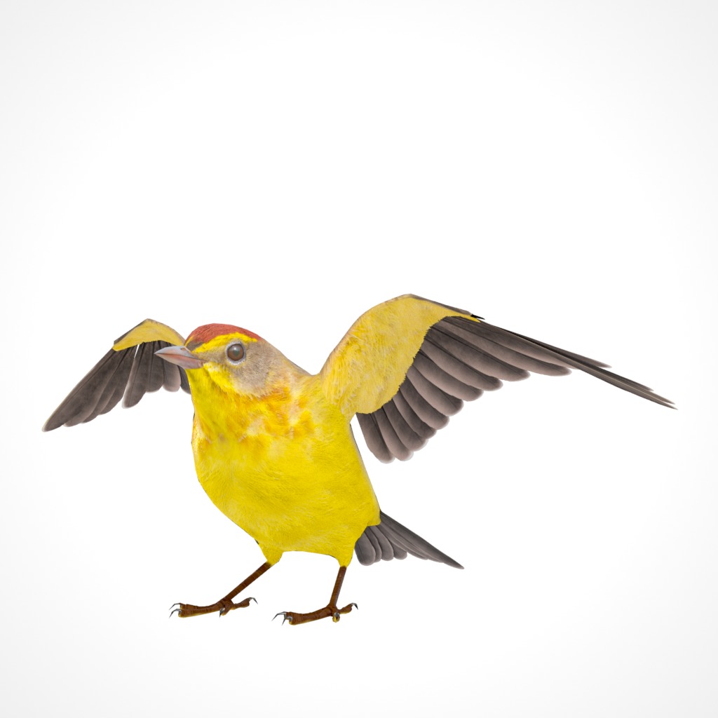 3D Bird Pack Palm Warbler Male and Female Low-poly 3D model_26