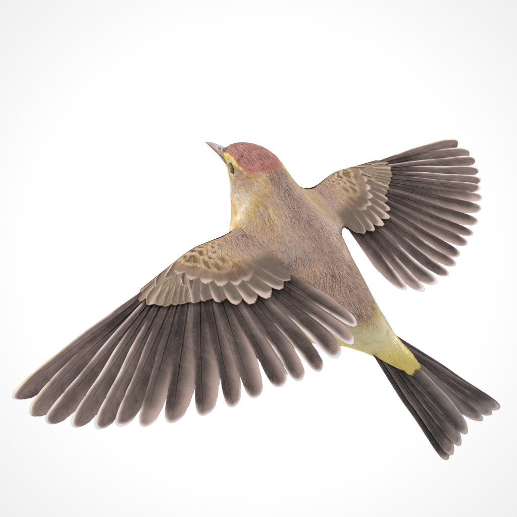 3D Bird Pack Palm Warbler Male and Female Low-poly 3D model_7