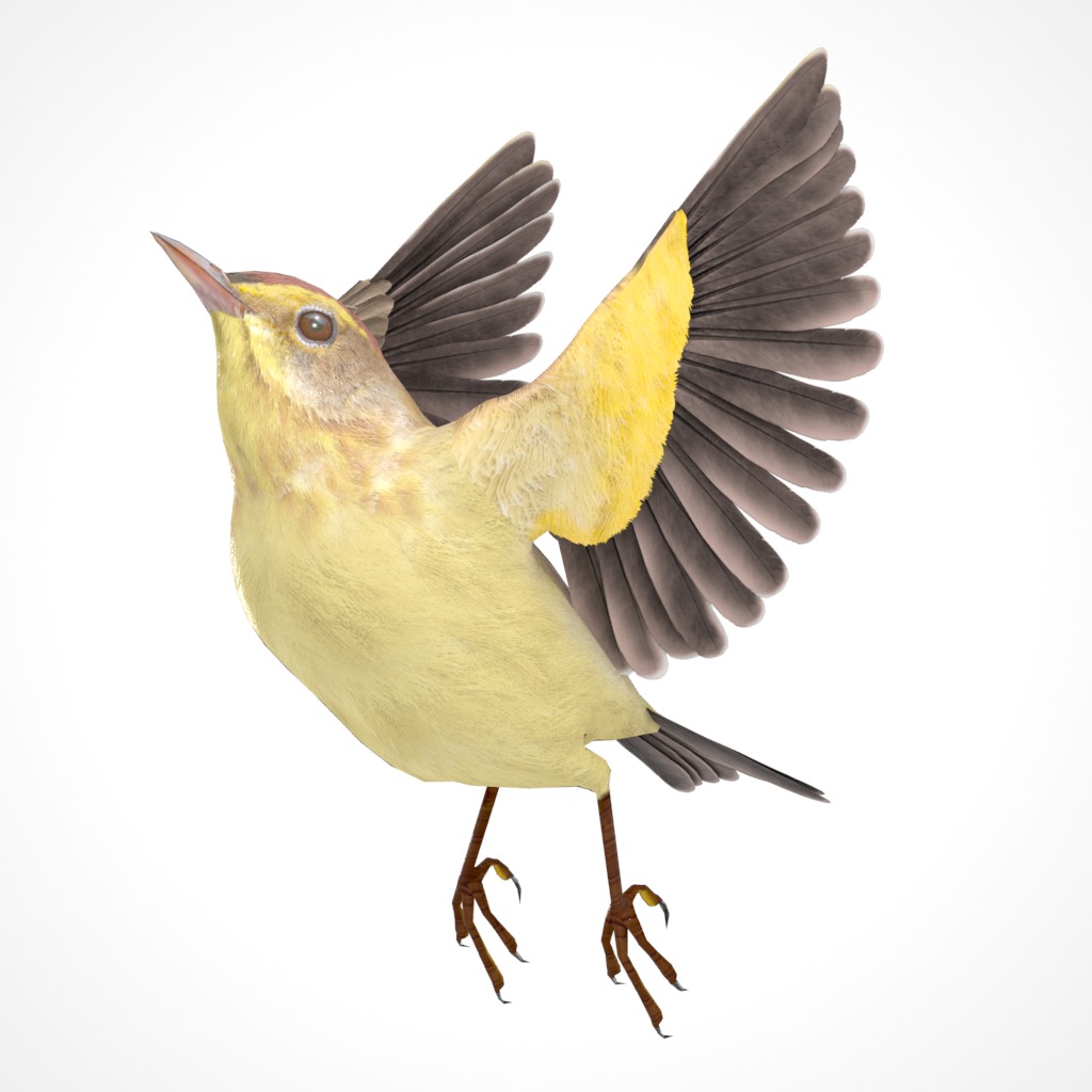 3D Bird Pack Palm Warbler Male and Female Low-poly 3D model_27