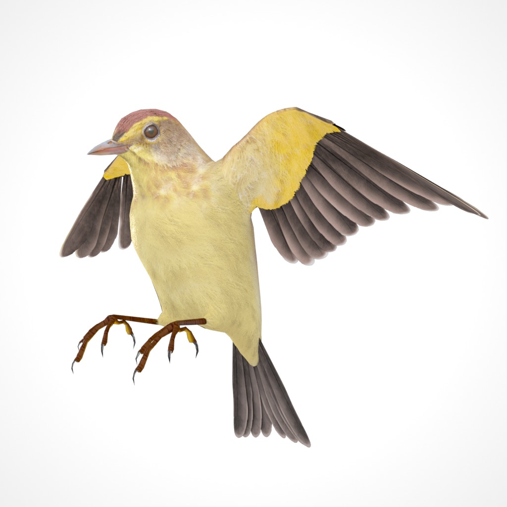 3D Bird Pack Palm Warbler Male and Female Low-poly 3D model_29