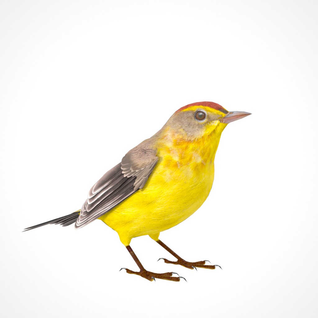 3D Bird Pack Palm Warbler Male and Female Low-poly 3D model_18