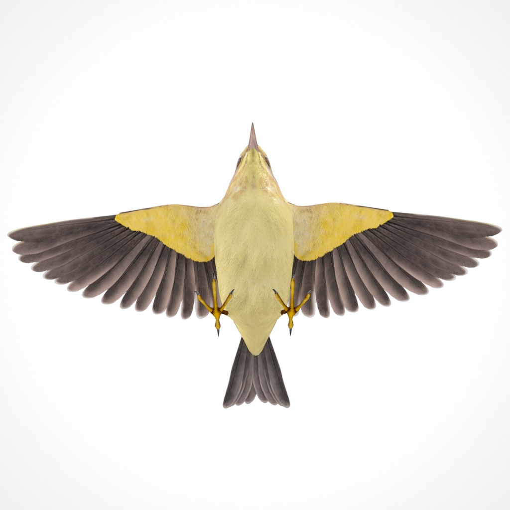 3D Bird Pack Palm Warbler Male and Female Low-poly 3D model_15
