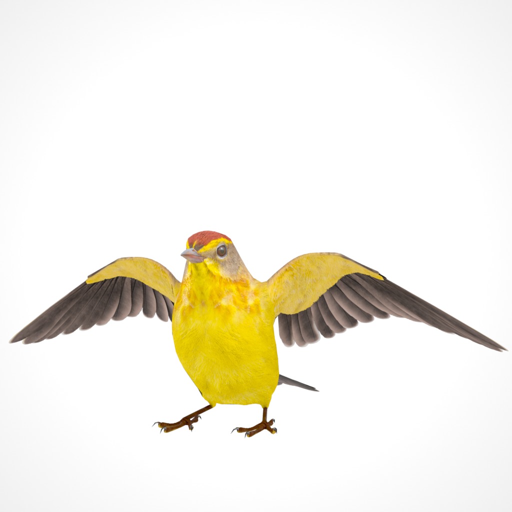 3D Bird Pack Palm Warbler Male and Female Low-poly 3D model_24