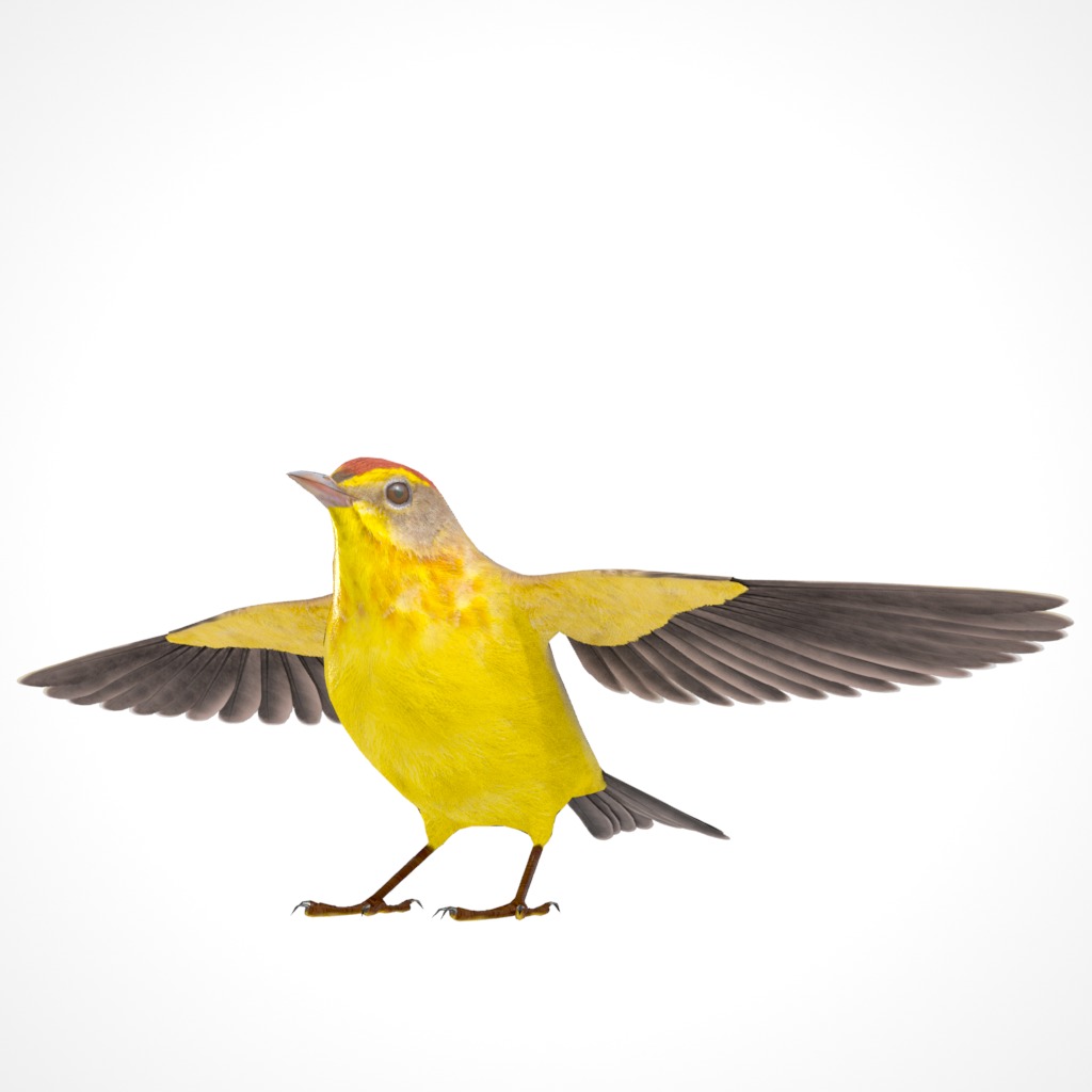 3D Bird Pack Palm Warbler Male and Female Low-poly 3D model_6