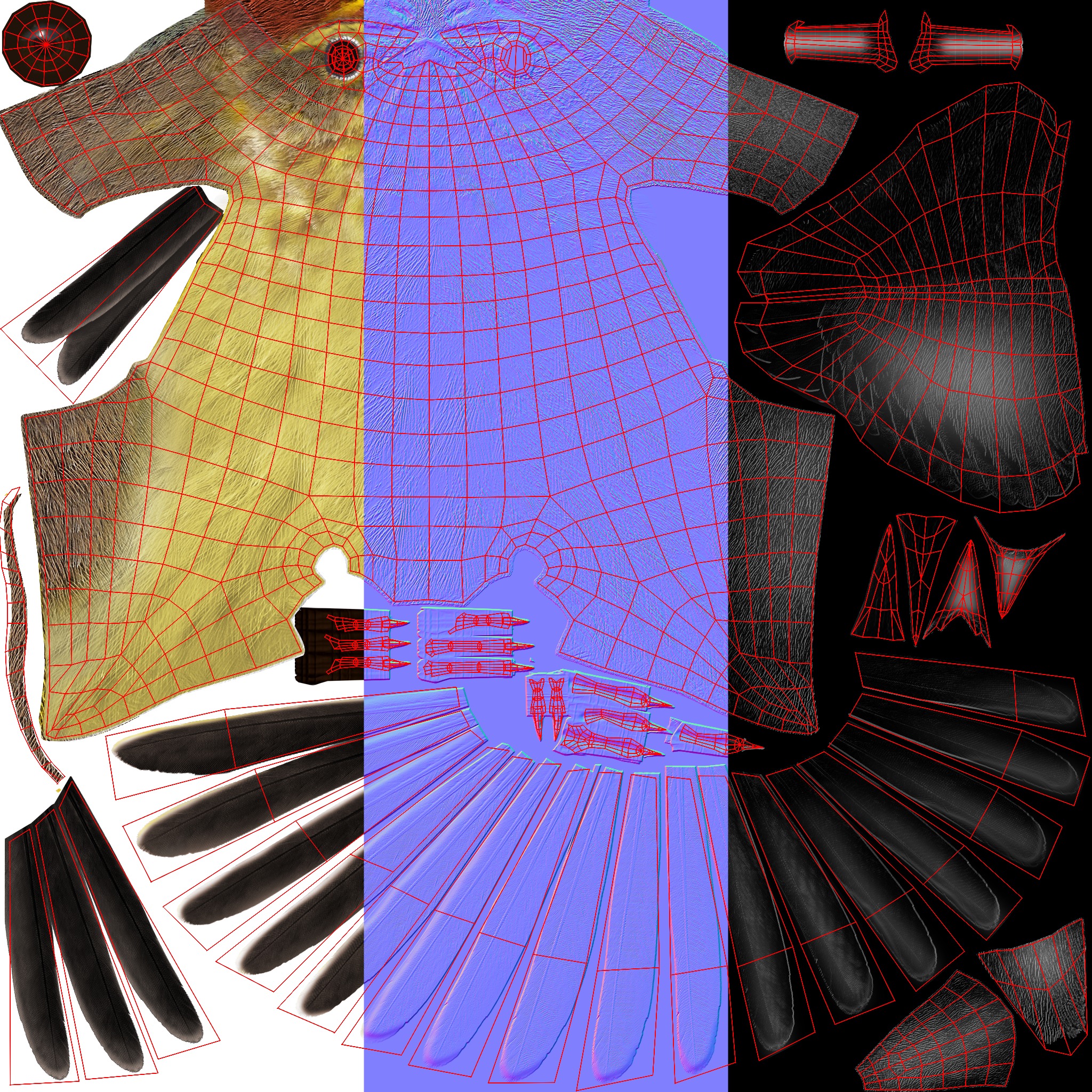 3D Bird Pack Palm Warbler Male and Female Low-poly 3D model_35