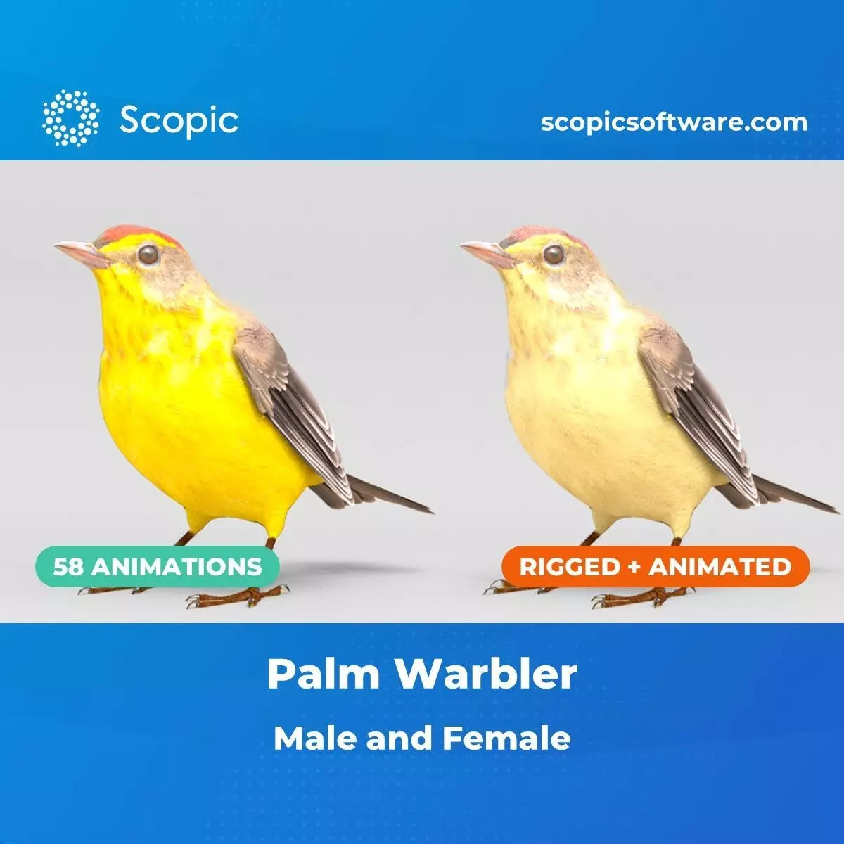 3D Bird Pack Palm Warbler Male and Female Low-poly 3D model_0