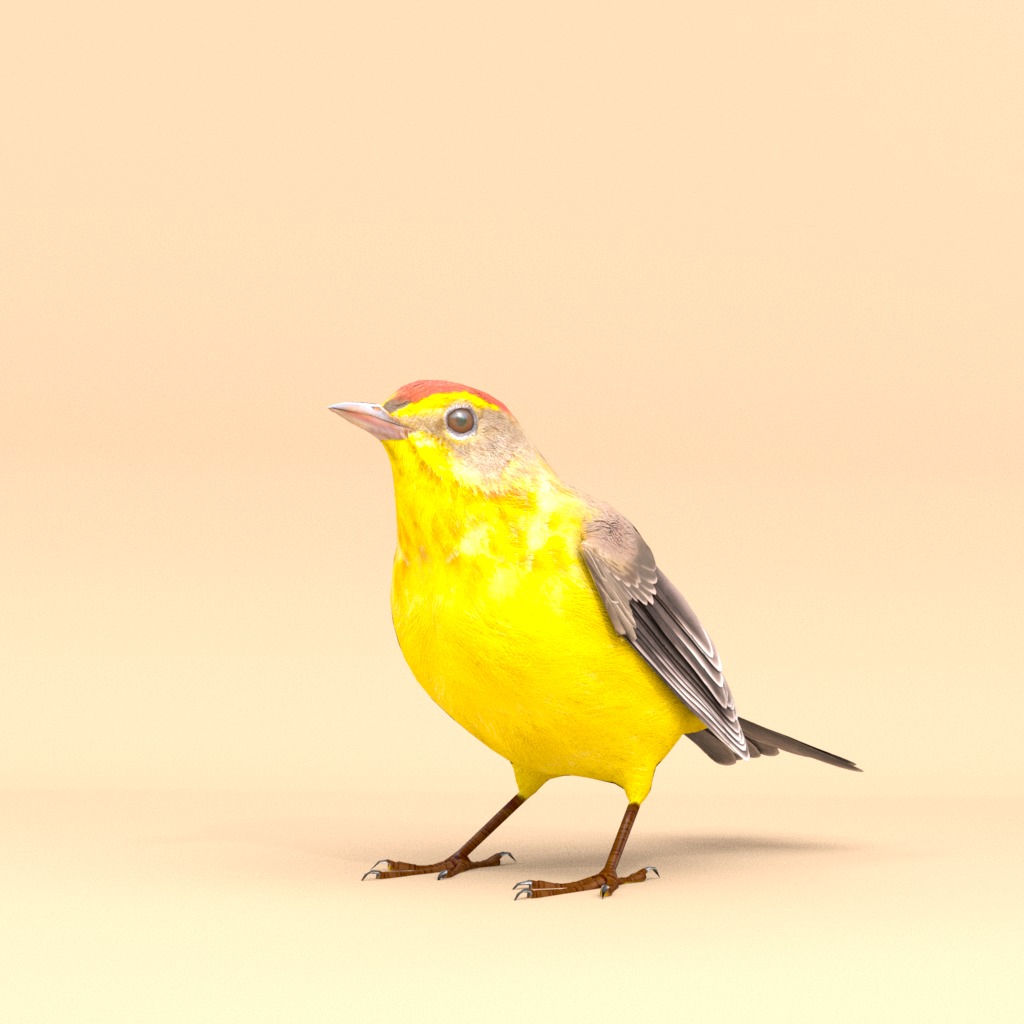 3D Bird Pack Palm Warbler Male and Female Low-poly 3D model_4