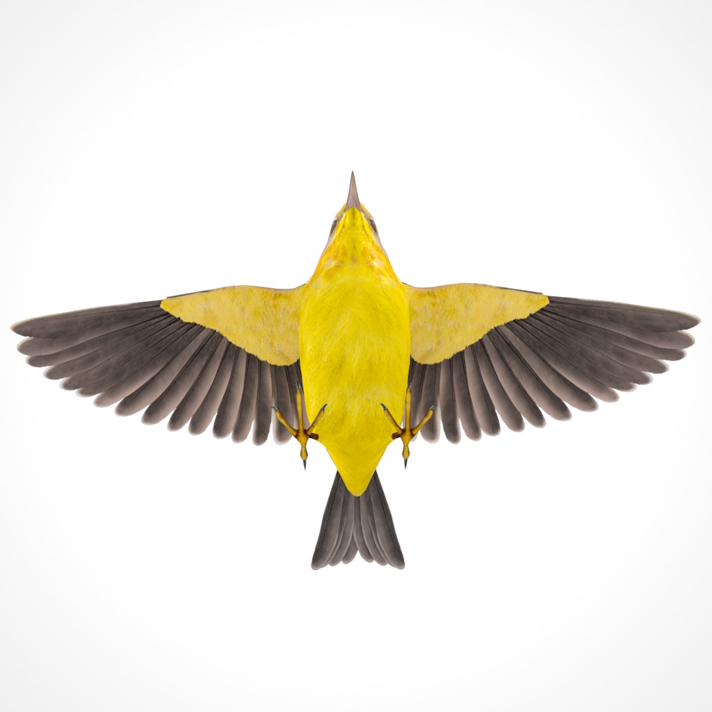 3D Bird Pack Palm Warbler Male and Female Low-poly 3D model_16