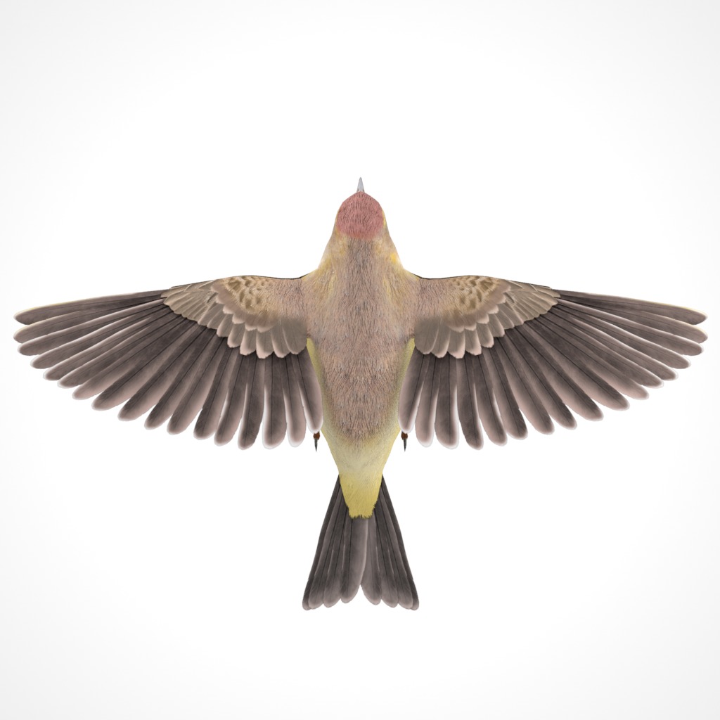 3D Bird Pack Palm Warbler Male and Female Low-poly 3D model_9