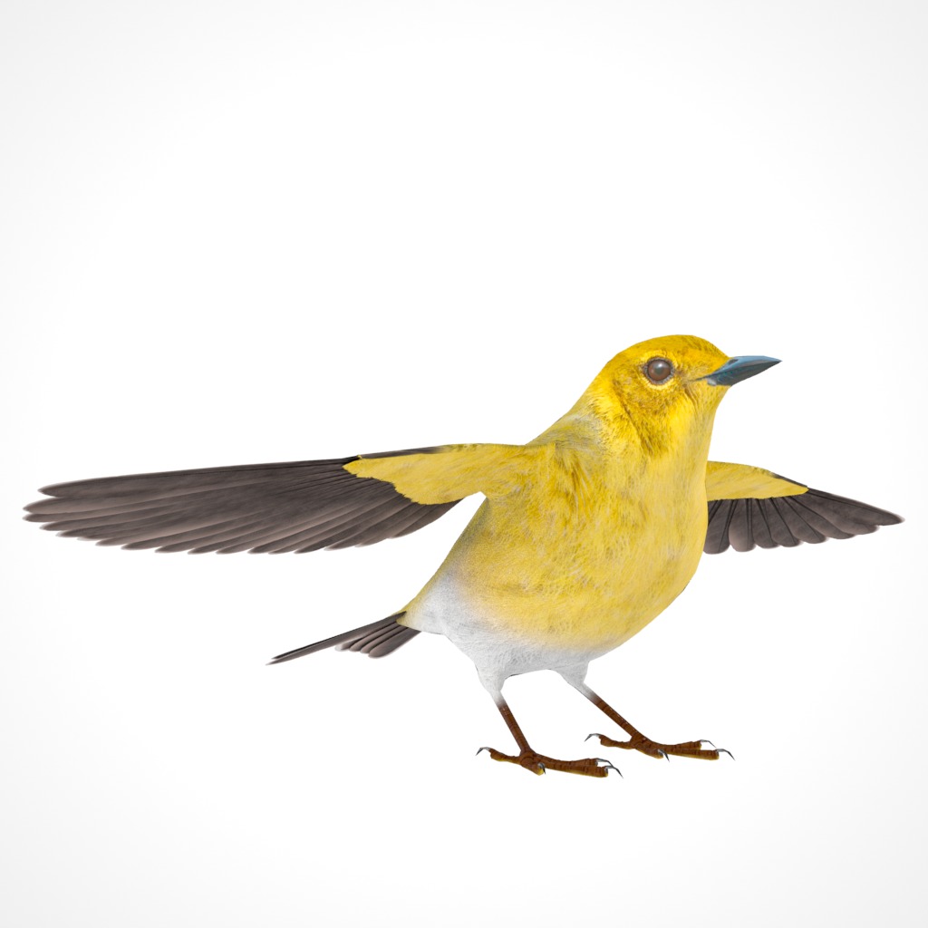 3D Bird Pack Pine Warbler Male and Female Low-poly 3D model Low-poly 3D model_18