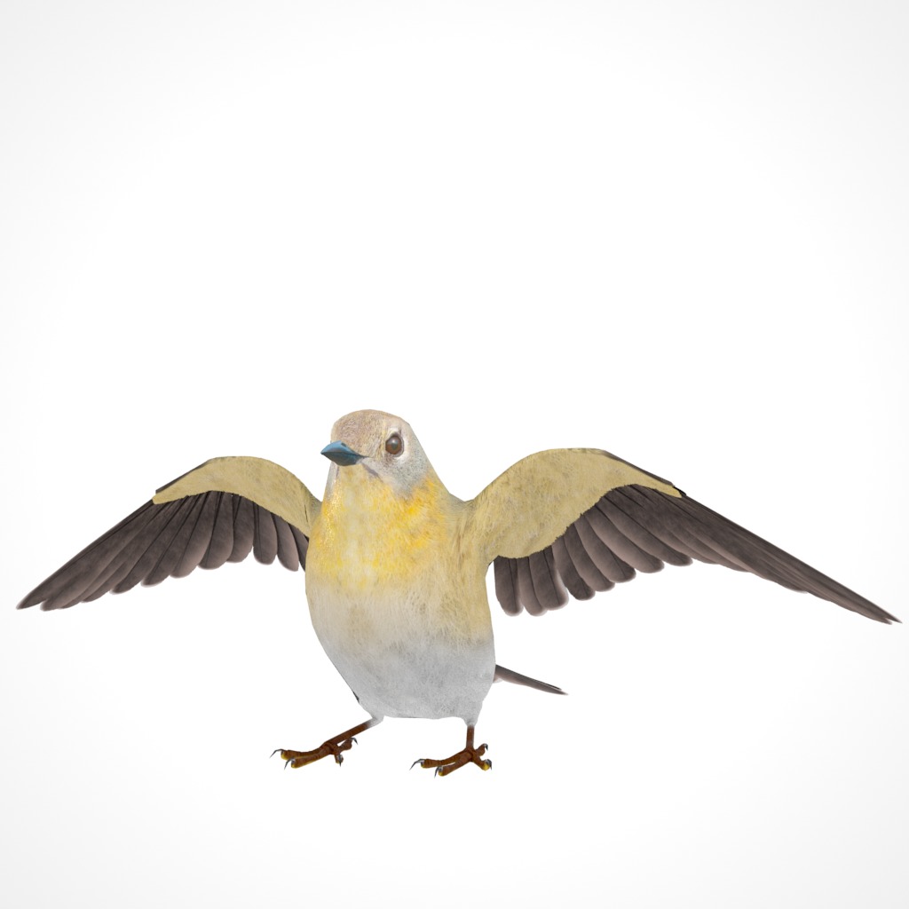 3D Bird Pack Pine Warbler Male and Female Low-poly 3D model Low-poly 3D model_23