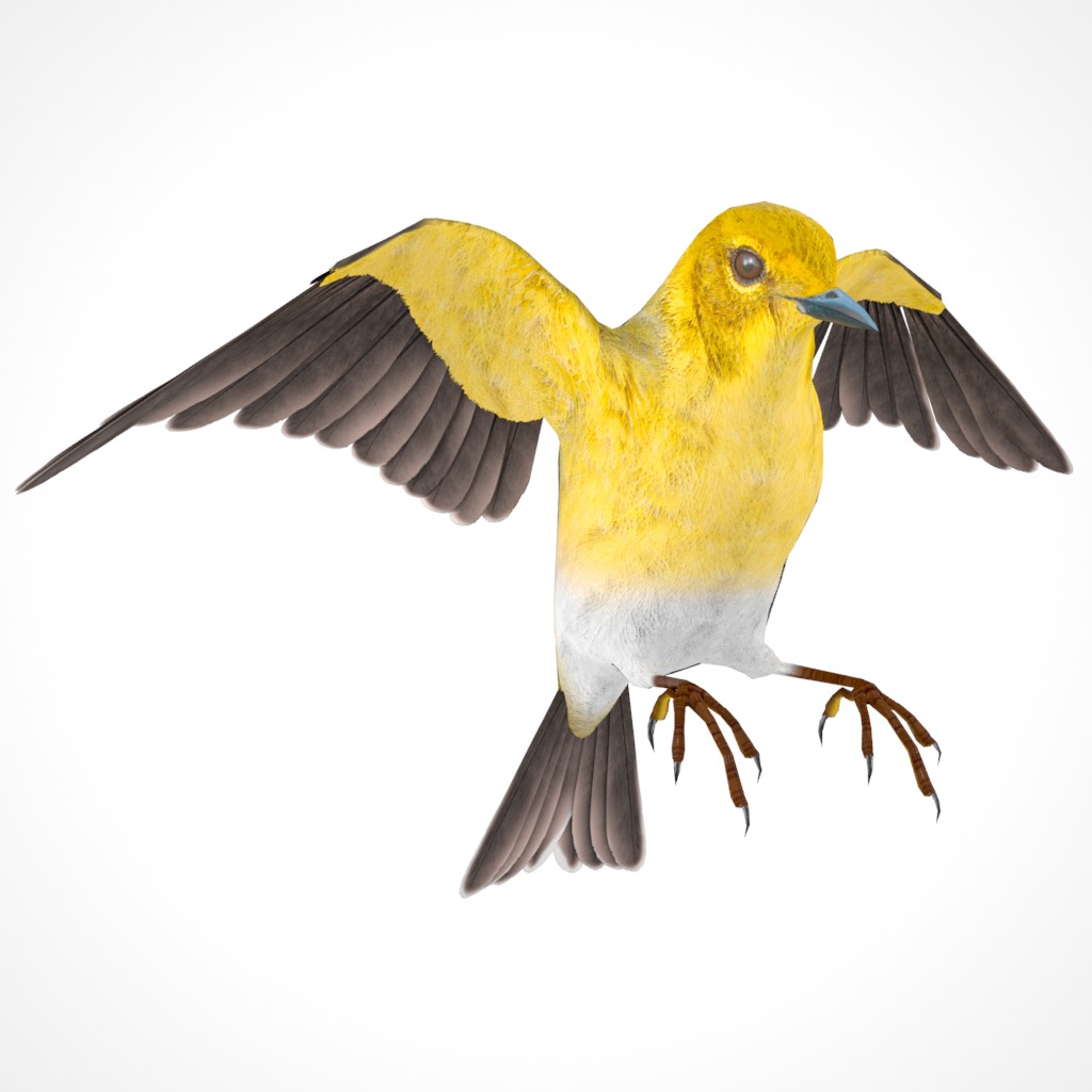3D Bird Pack Pine Warbler Male and Female Low-poly 3D model Low-poly 3D model_26