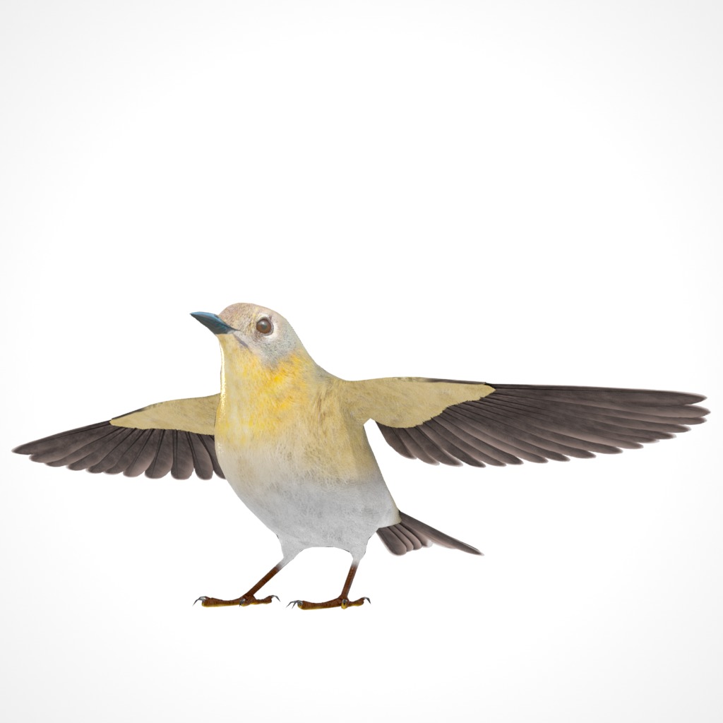 3D Bird Pack Pine Warbler Male and Female Low-poly 3D model Low-poly 3D model_5