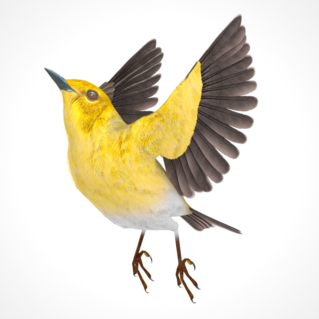 3D Bird Pack Pine Warbler Male and Female Low-poly 3D model Low-poly 3D model_29