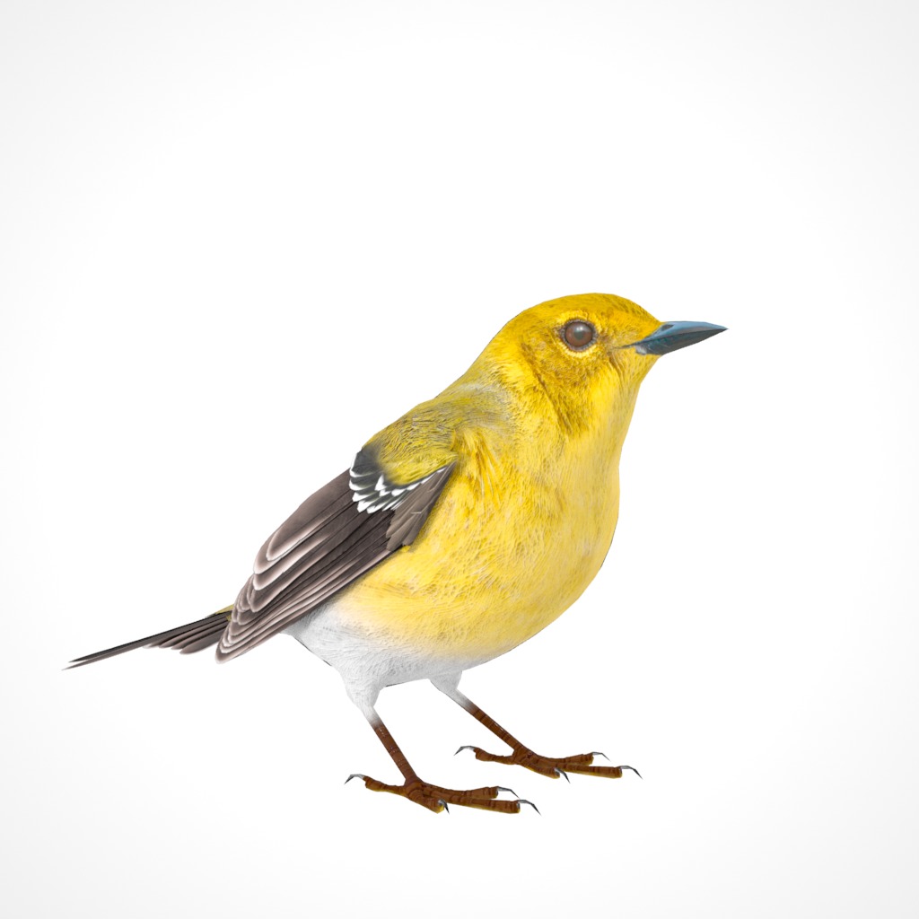 3D Bird Pack Pine Warbler Male and Female Low-poly 3D model Low-poly 3D model_8