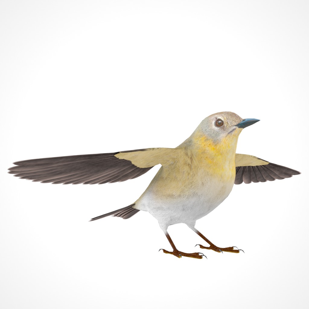3D Bird Pack Pine Warbler Male and Female Low-poly 3D model Low-poly 3D model_17