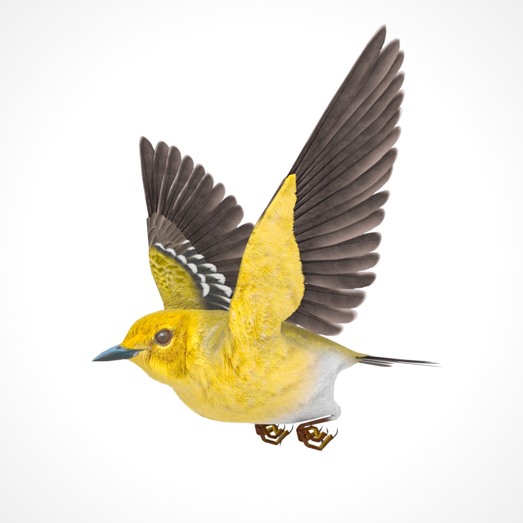 3D Bird Pack Pine Warbler Male and Female Low-poly 3D model Low-poly 3D model_22