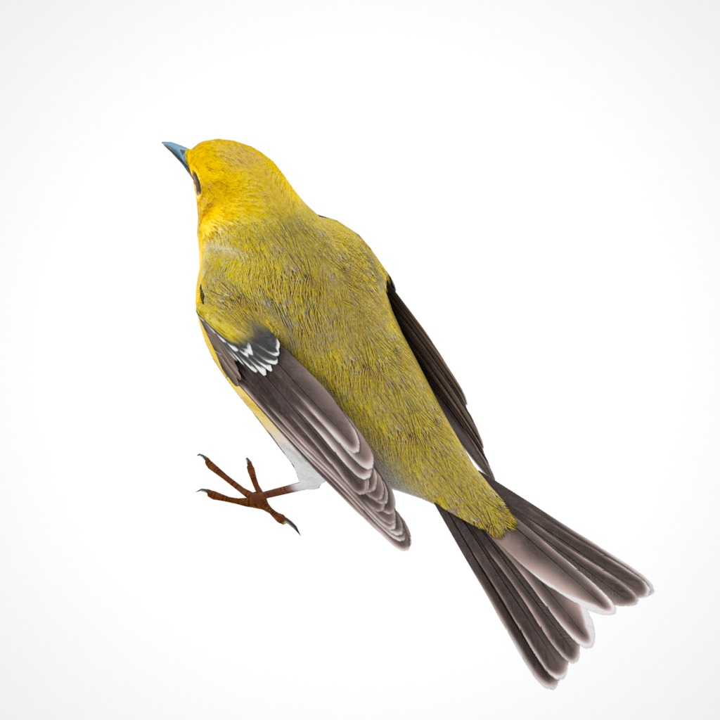 3D Bird Pack Pine Warbler Male and Female Low-poly 3D model Low-poly 3D model_16