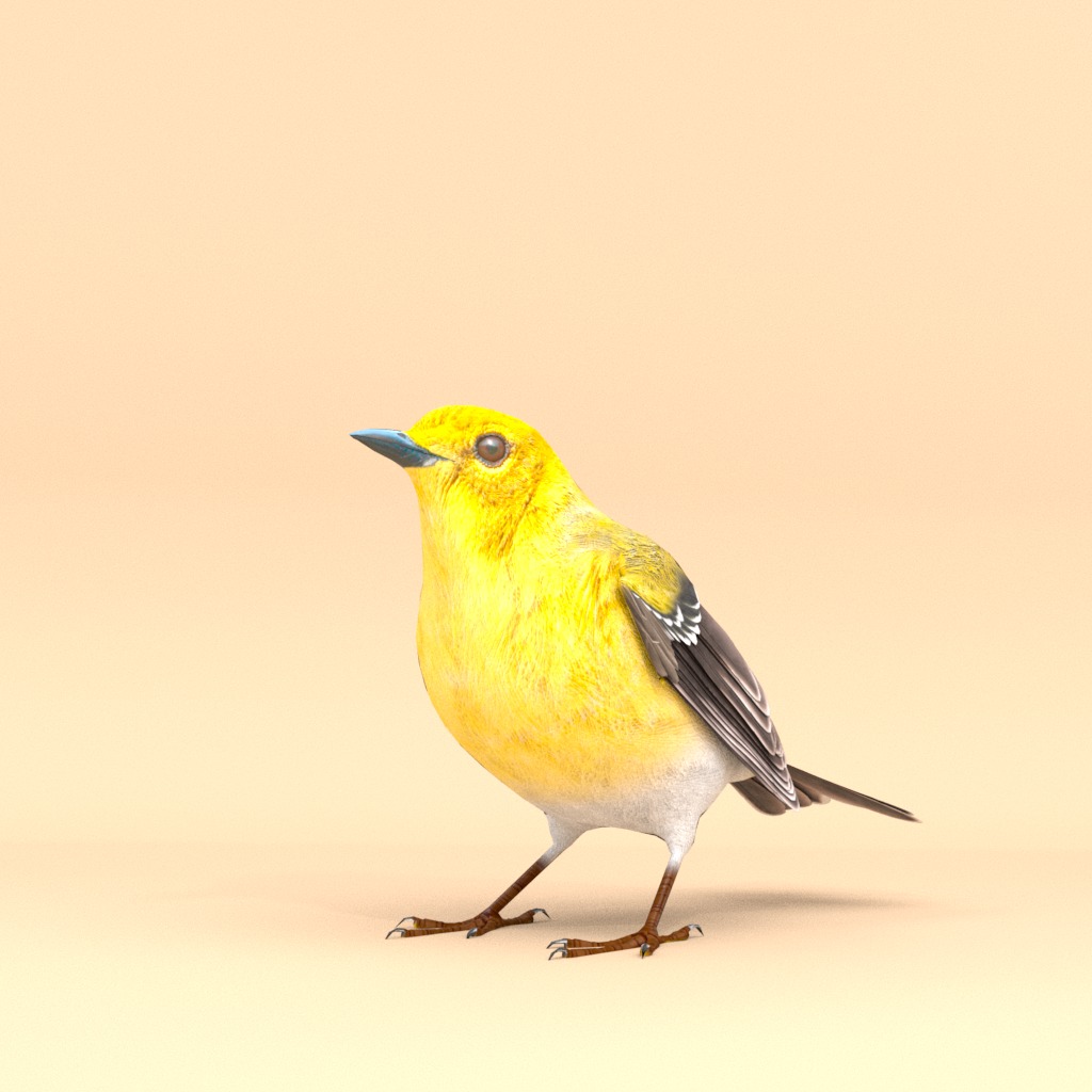 3D Bird Pack Pine Warbler Male and Female Low-poly 3D model Low-poly 3D model_4