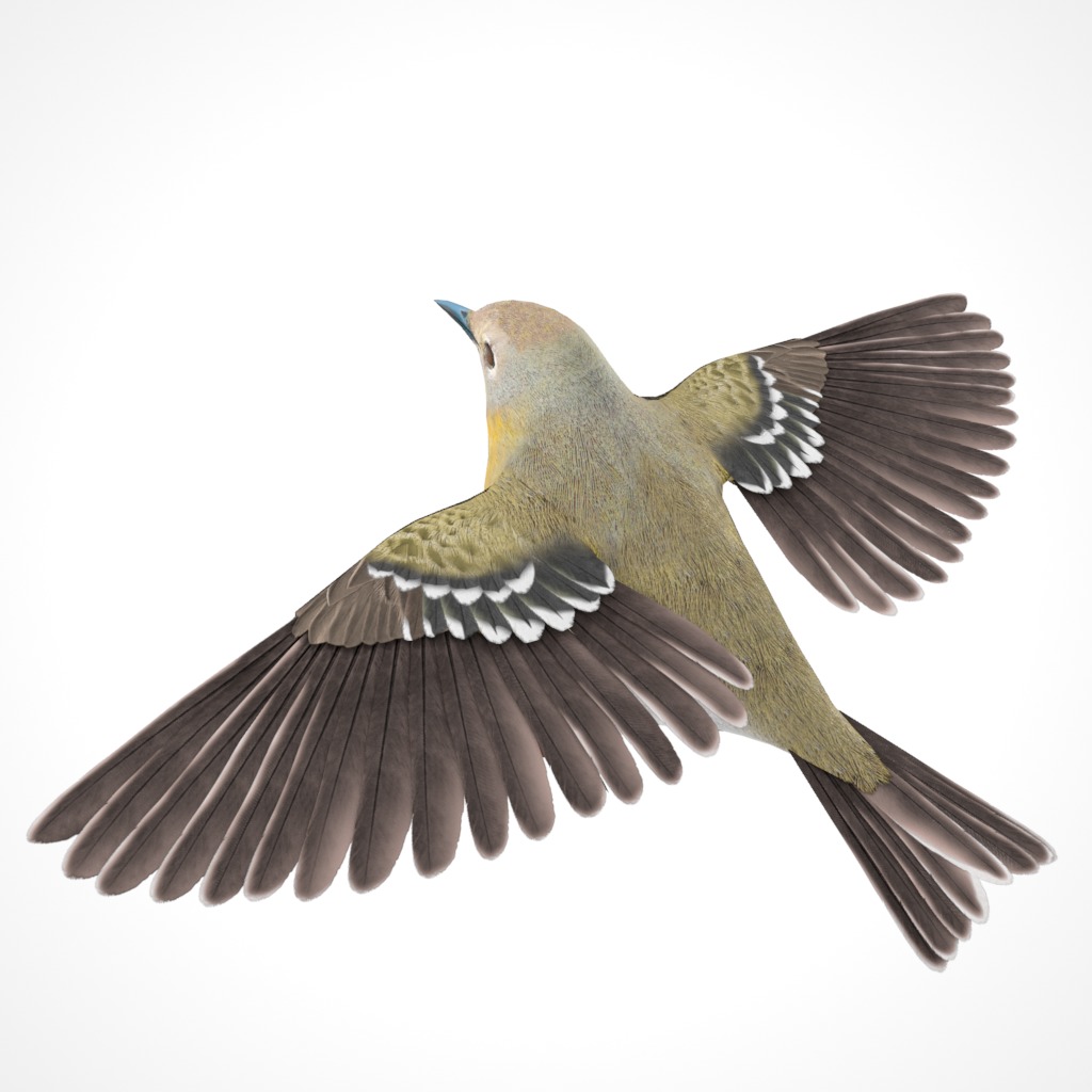 3D Bird Pack Pine Warbler Male and Female Low-poly 3D model Low-poly 3D model_19