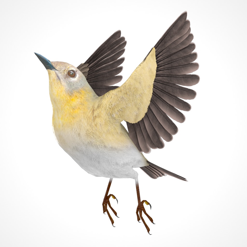 3D Bird Pack Pine Warbler Male and Female Low-poly 3D model Low-poly 3D model_30