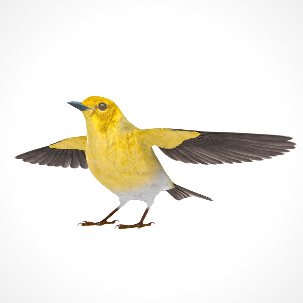 3D Bird Pack Pine Warbler Male and Female Low-poly 3D model Low-poly 3D model_11